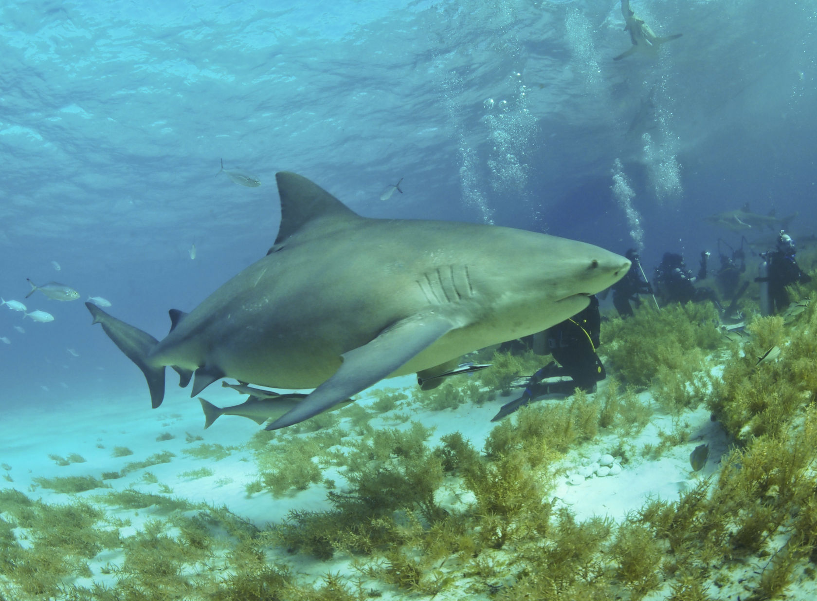 Bull Sharks are commonly sighted while diving in the Florida Keys.